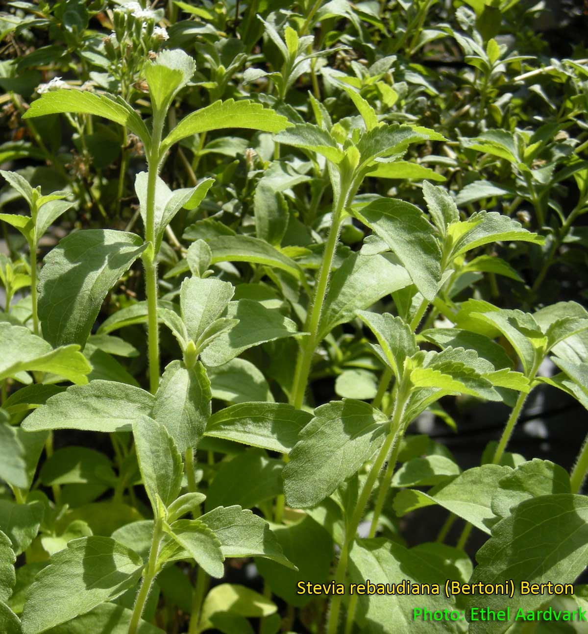 Medicinal Plants Stevia rebaudiana, Estèvia, 스테비아, ステビア, หญ้าหวาน