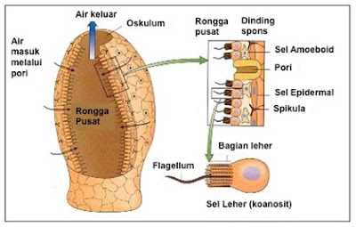 struktur porifera