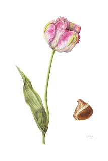 parrot tulip with bulb, botanical print parrot tulip with bulb, botanical print