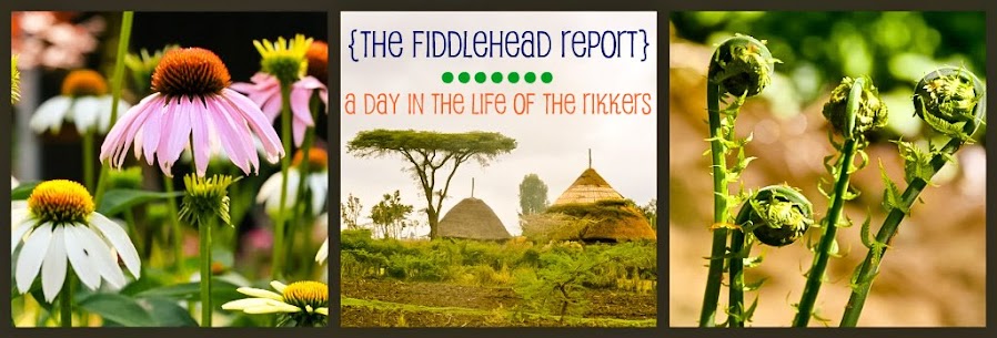 the fiddlehead report...a day in the life of the Rikkers