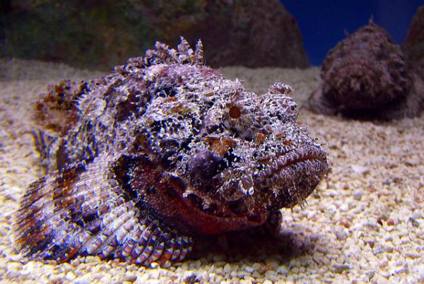 5 most venomous animals - the stonefish