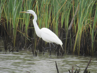 Colusa National Wildlife Refuge California birding hotspot