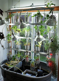 Aquaponics & Hydroponics