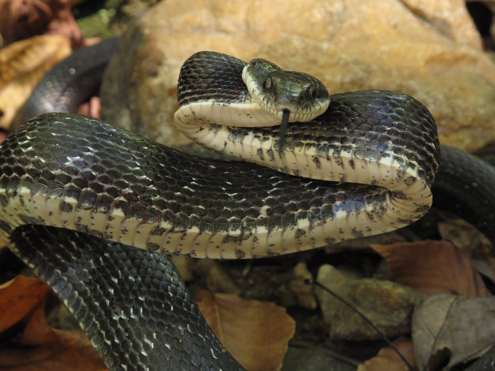 Life is short, but snakes are long Snakeeating beetles