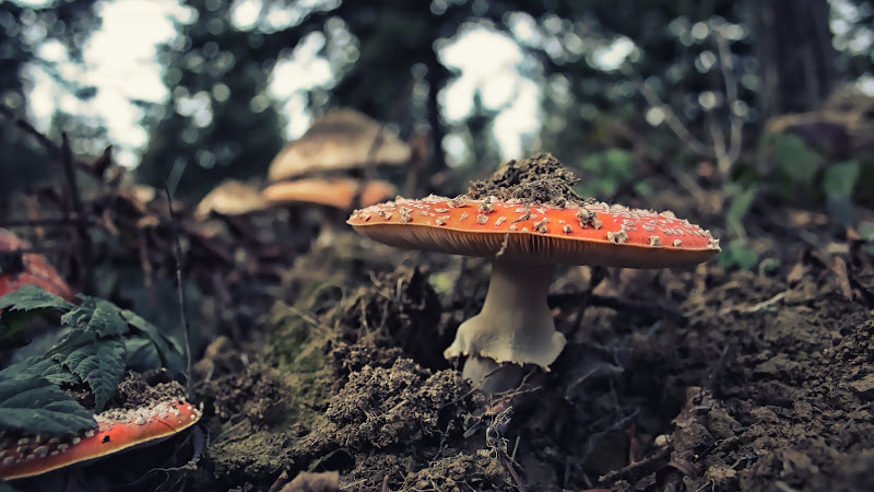 Wild Mushrooms