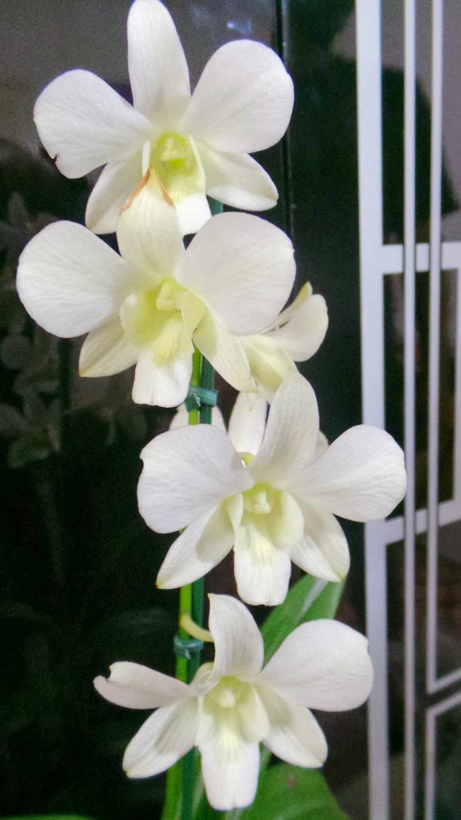 Amo Orquideas: Denphal Branca floração fevereiro/março 2014