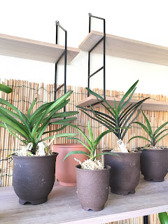, Nuova zona di coltivazione!, diarid'orchidee