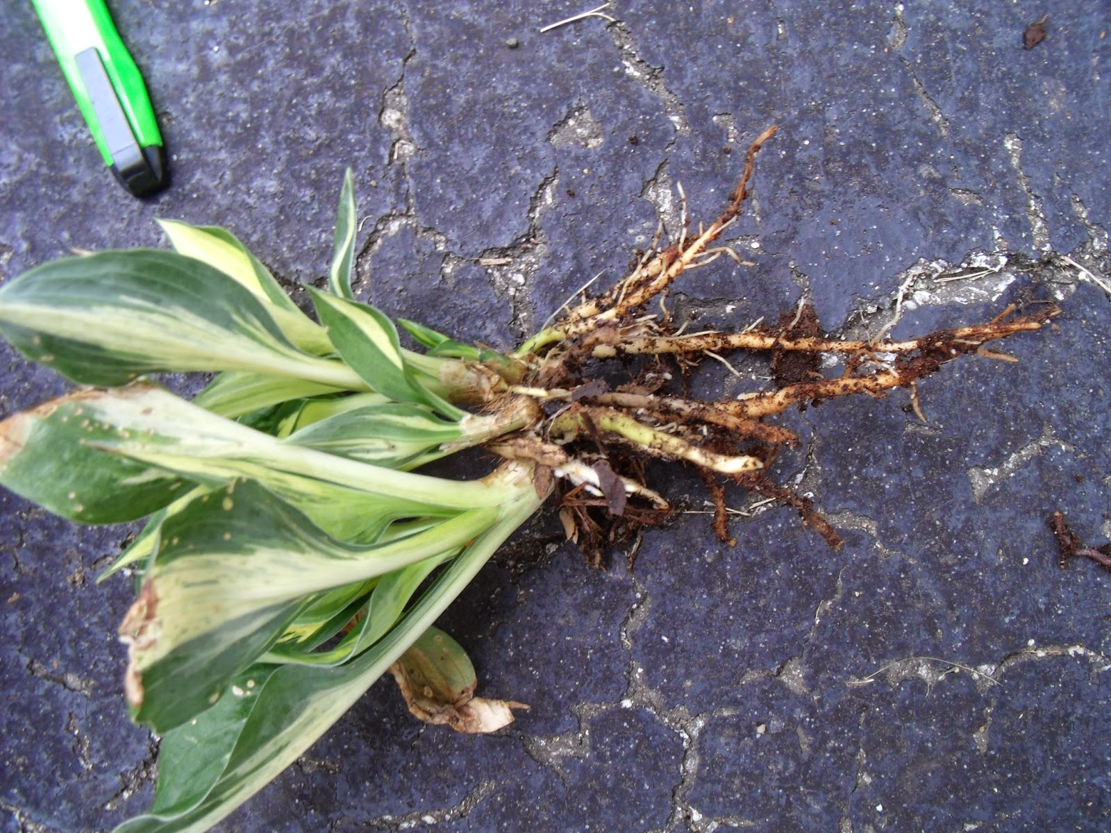 Gear Acres at Top of the Hill: Dividing Hostas and Getting more for ...
