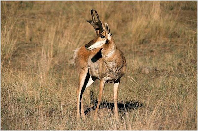 pronghorn antilobu pronghorn antilobu
