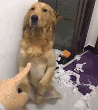 1526388837260.GIF