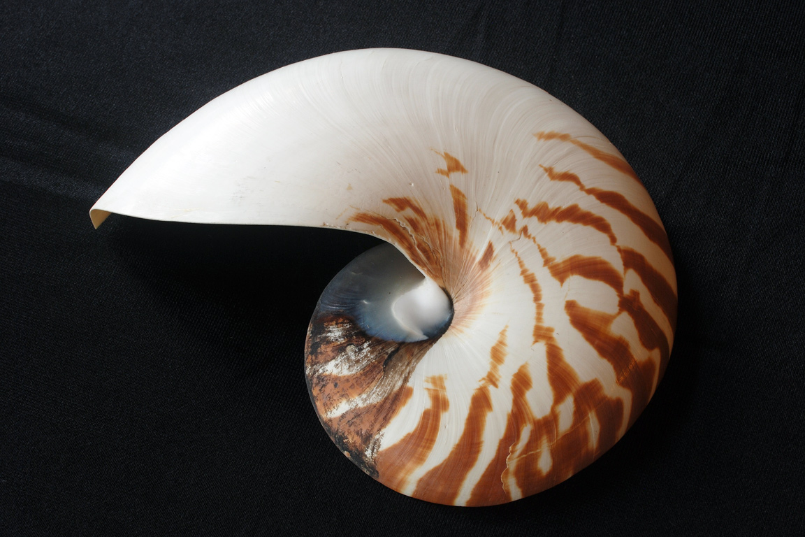 BIOLOGÍA Y GEOLOGÍA 1º ESO: 1º ESO: REINO ANIMAL. INVERTEBRADOS MOLUSCOS