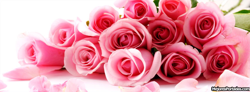 PORTADAS FACEBOOK, TIMELINE, BIOGRAFÍA...: Rosas rosas - Mejores Portadas  Facebook