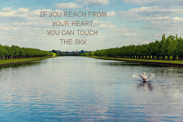 swan, river, London, England, quotes, free quotes, poster art, reach from your heart, motivational, inspirational