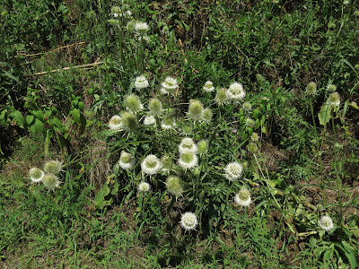 teasels, August 17, 2016, 2:01:54 PM