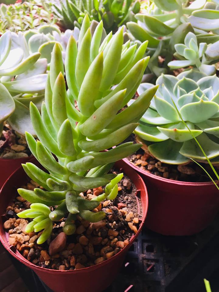 Succulents Cebu and Cactus Collection Cassiel's Succulent World