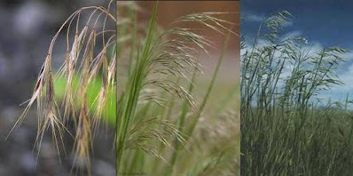 cheat grass can cause ear infections in dogs and cats