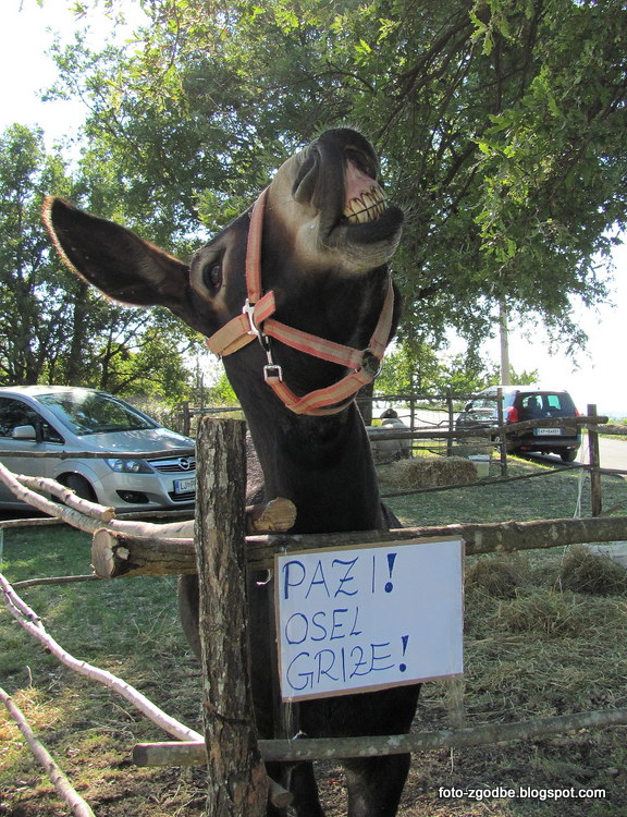 Krkavče živali, istrski osel