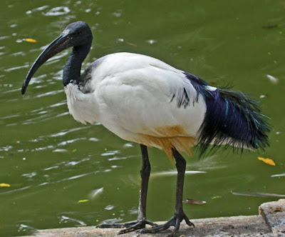 Ibis - animals start with letter I Ibis - animals start with letter I