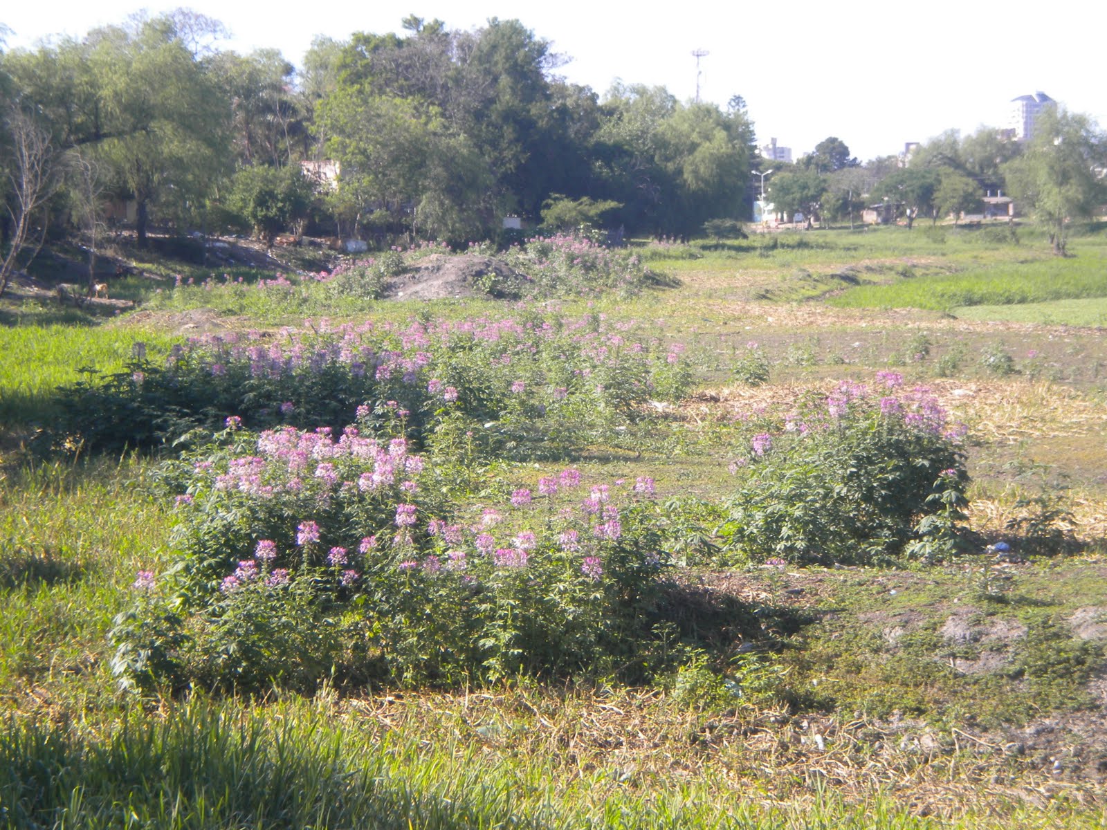 Argentina nativa: Flor de araña (Cleome hassleriana)