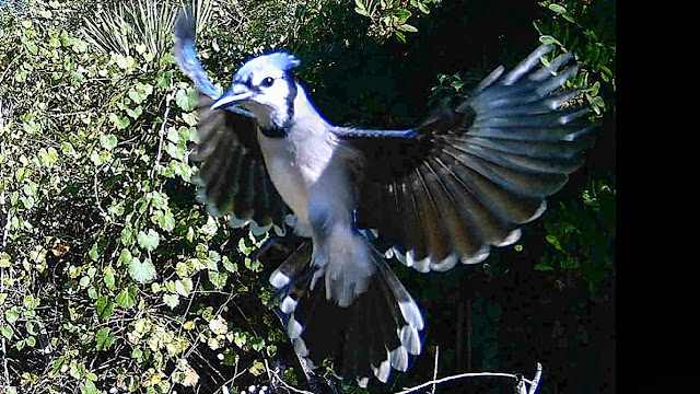 Blue Jay's Amazing Display of Athletic Prowess