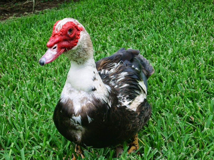 селезень индоутки. индоутка селезень. индоутка урдак. индоутка сколько. утка мускусная барбарийская.