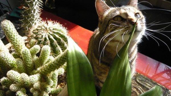 SOBRE CACTOS E SUCULENTAS PARA GATOS