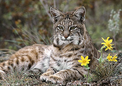 El gato montés - Animales, Naturaleza