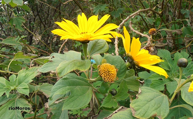 Árbol maravilla: Tithonia diversifolia | Plantas rioMoros