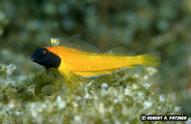 something fishy going on most wanted blennies galore