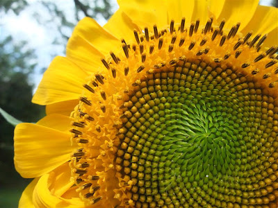 tips for growing sunflowers, collect seeds, 