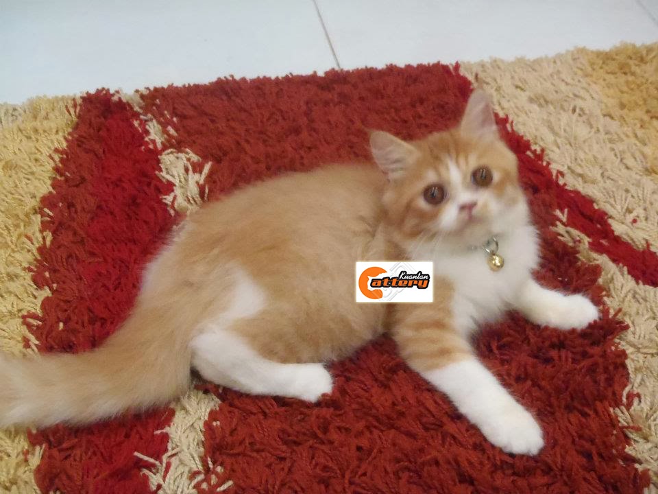 Kucing Persian di Kuantan Pahang Malaysia: Kucing Persian Kami