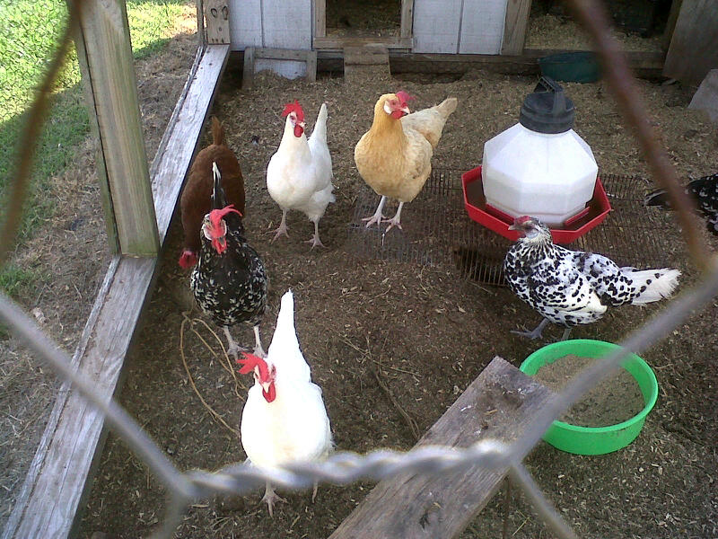 marie haycox CHICKEN SWAP