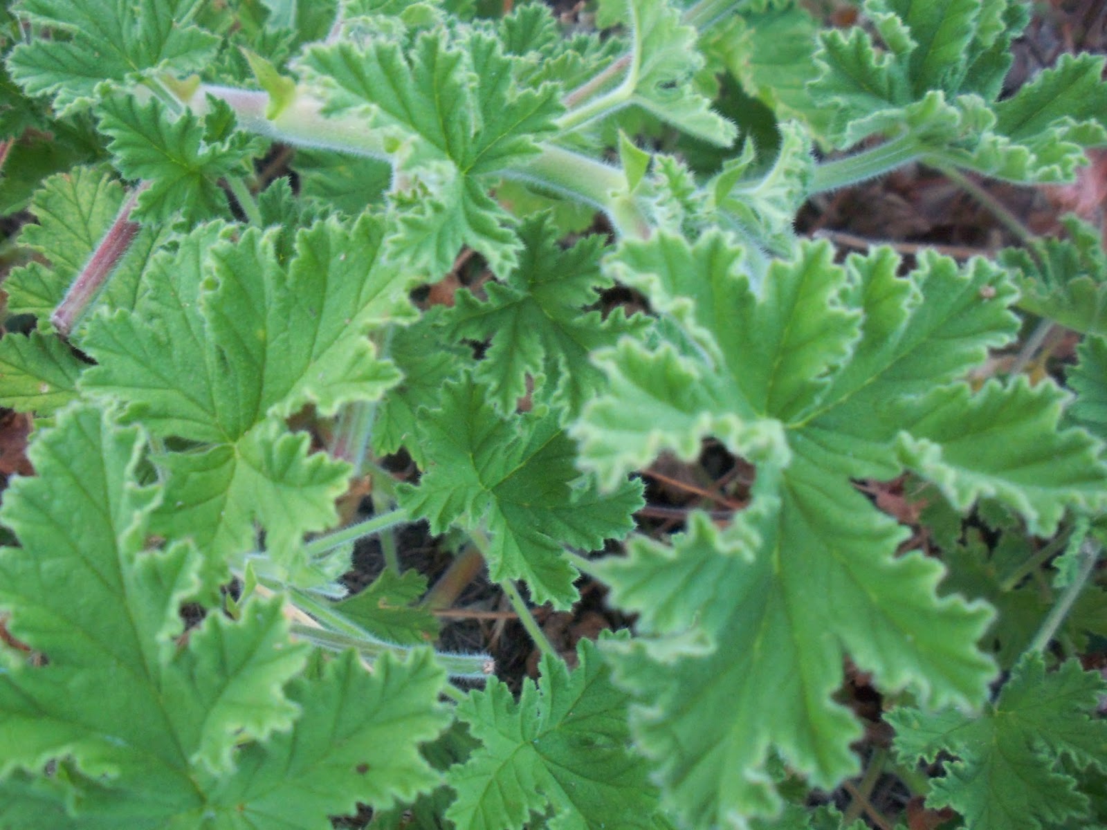 The Essential Herbal Blog Lemon Herbs