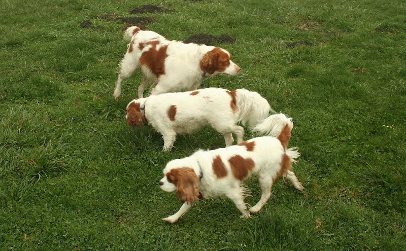 three dogs in parallel lines that are white with ginger/apricot markings