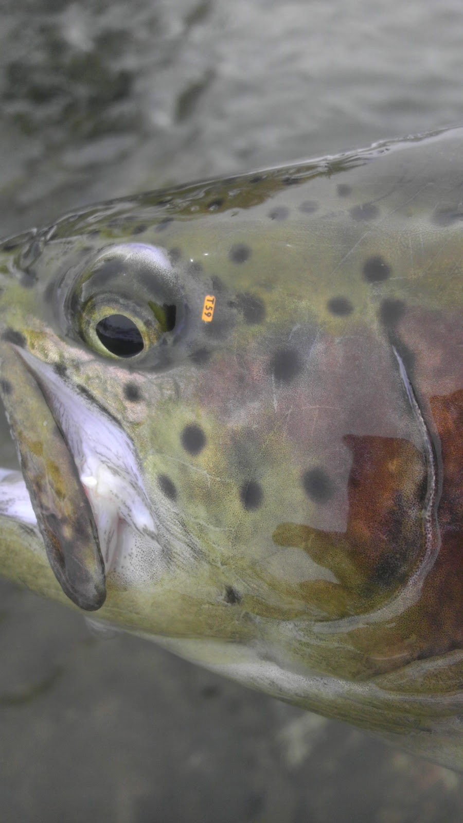 Colorado Fly Fishing 04/15/12 Blue River in Silverthorne