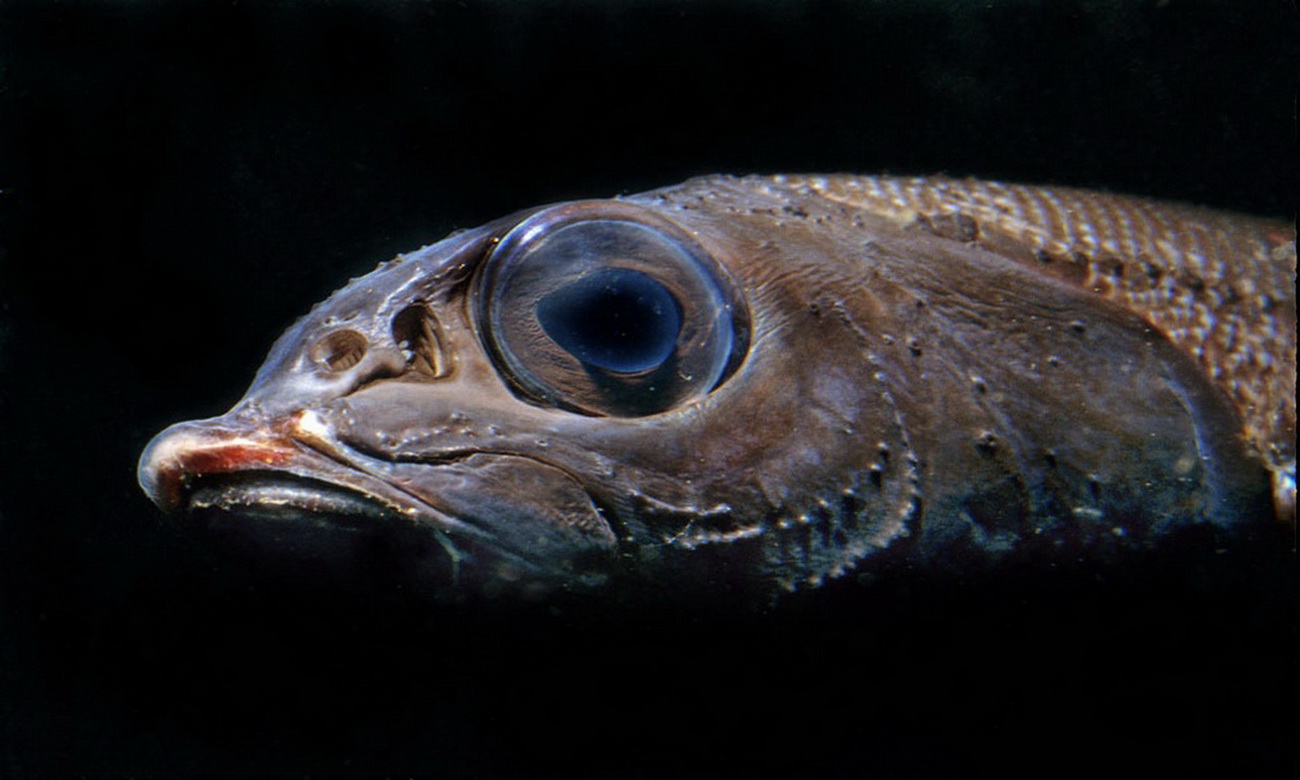 Рыба живет под землей. Глубоководные Океанские обитатели. Рыбки Марианской впадины. Глаза глубоководных рыб.