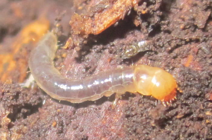 AlobatesLarva%25232.JPG