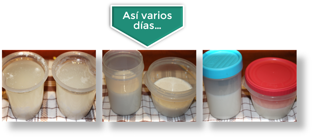 CÓMO ELABORO KÉFIR CASERO DE LECHE {PASO A PASO} CÓMO ELABORO KÉFIR CASERO DE LECHE {PASO A PASO}