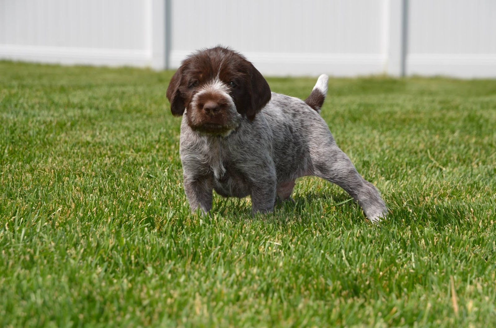 Broken Bow Kennels Another Week Down!