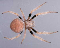 Tropical orb-weaver spider Tropical orb-weaver spider