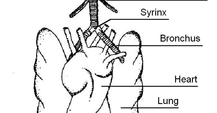 Animal Science Chicken Dissection: Respiratory System