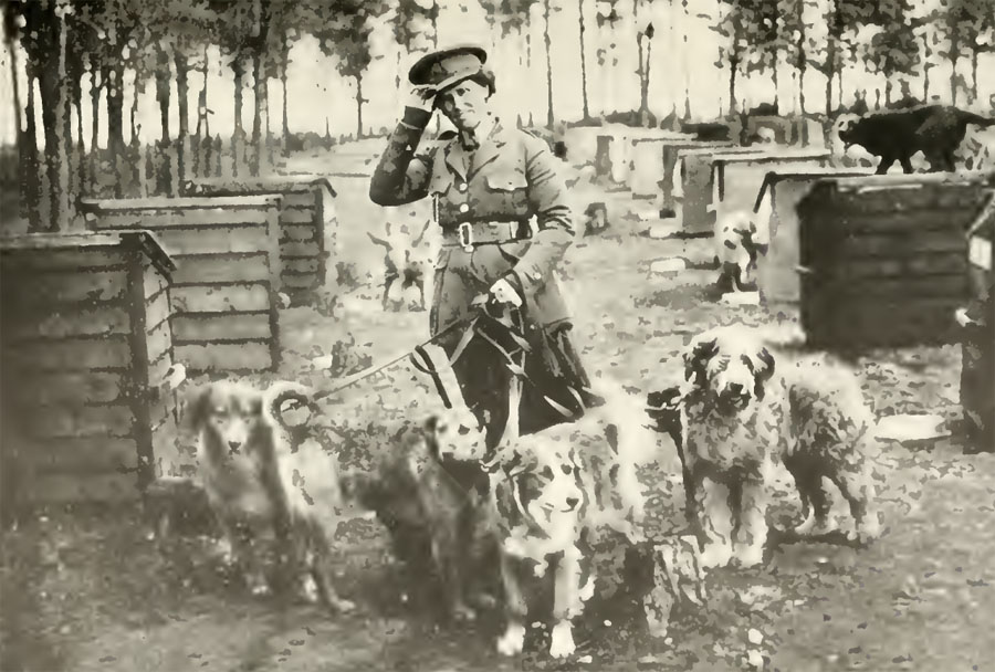 What Is The Army S Preferred War Dog What Is The Army S Preferred War Dog
