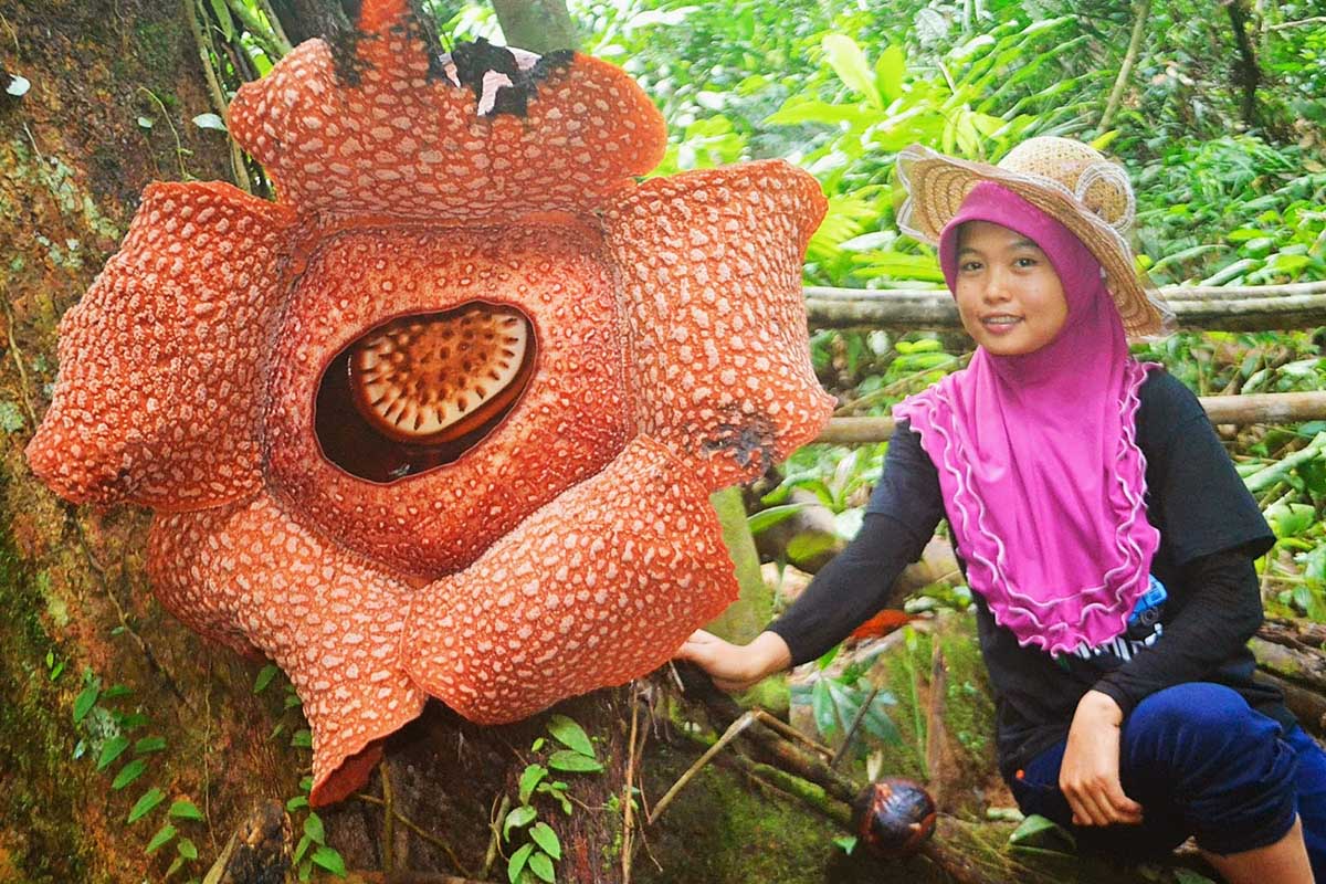 Maior flor do mundo