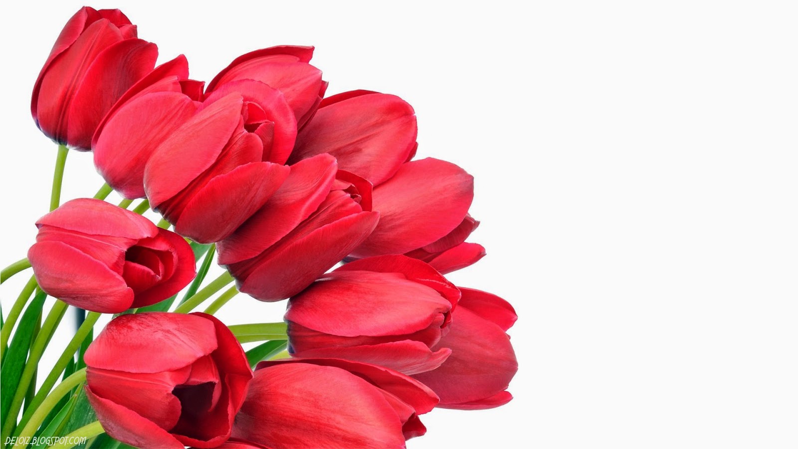 Wallpaper Atau DP BBM Bunga Tulip Merah Khusus Android 2015