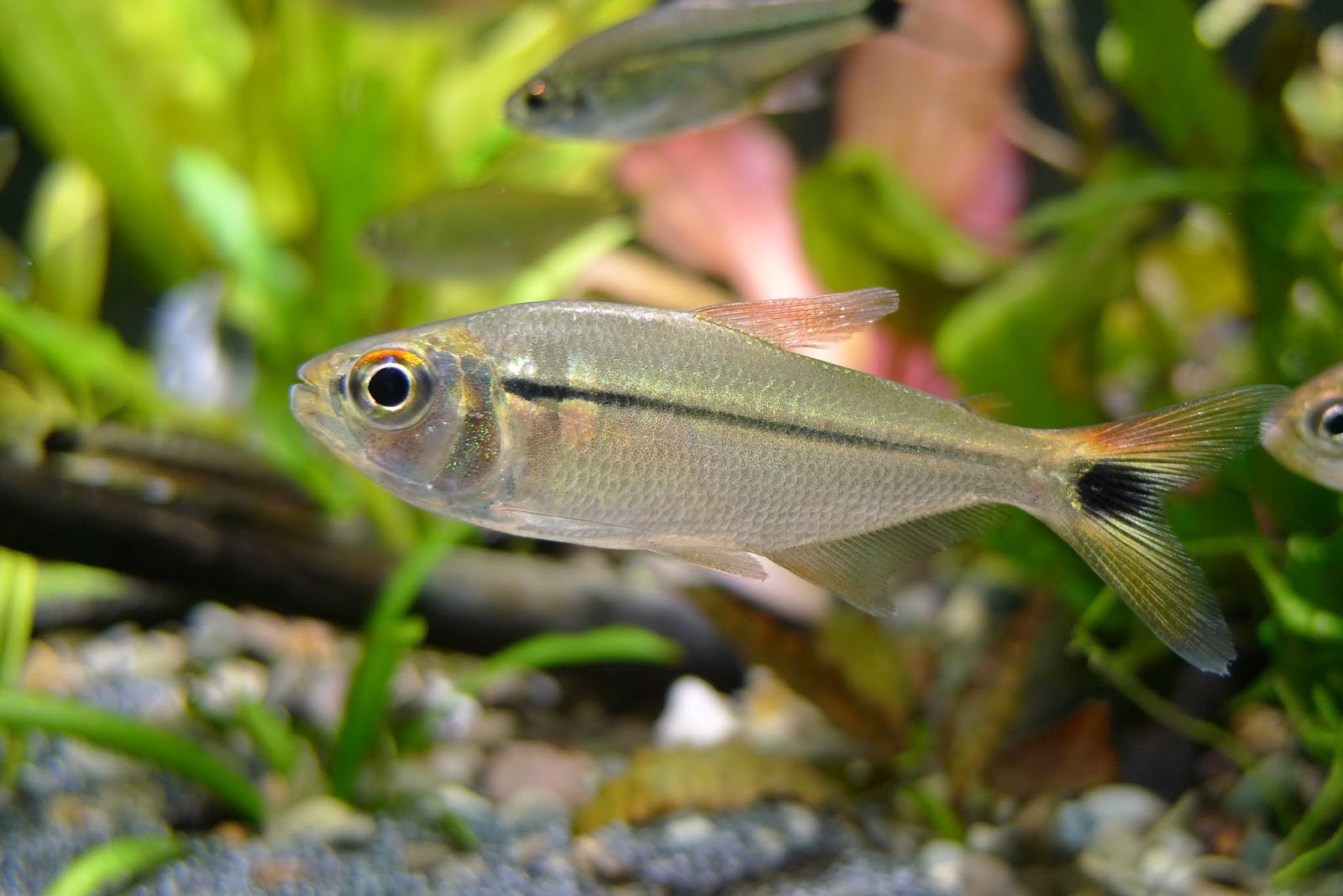 Astyanax anterior