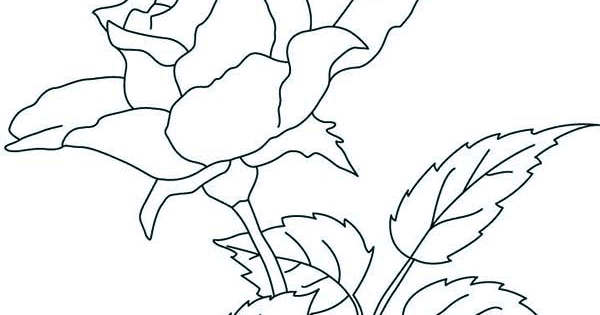 gambar mewarnai bunga mawar