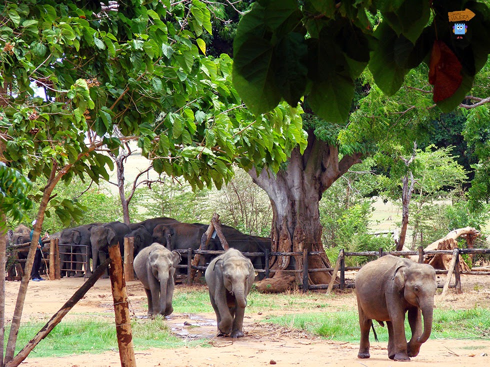 Elephant Transit Home