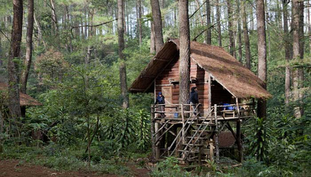 10 RUMAH POHON TERINDAH DI INDONESIA INI MEMBUAT KAMU NYAMAN Rumah Pohon Leo Tripcanvas