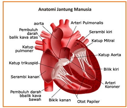 BIOLOGI GONZAGA: SOAL ISIAN KLAS XI