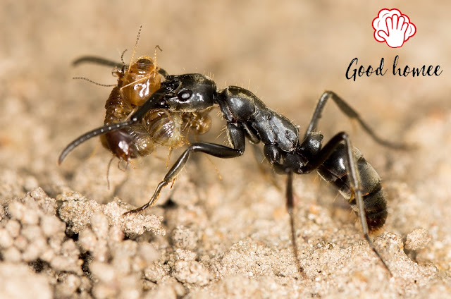 How Much Does Termite Control Cost How Much Does Termite Control Cost